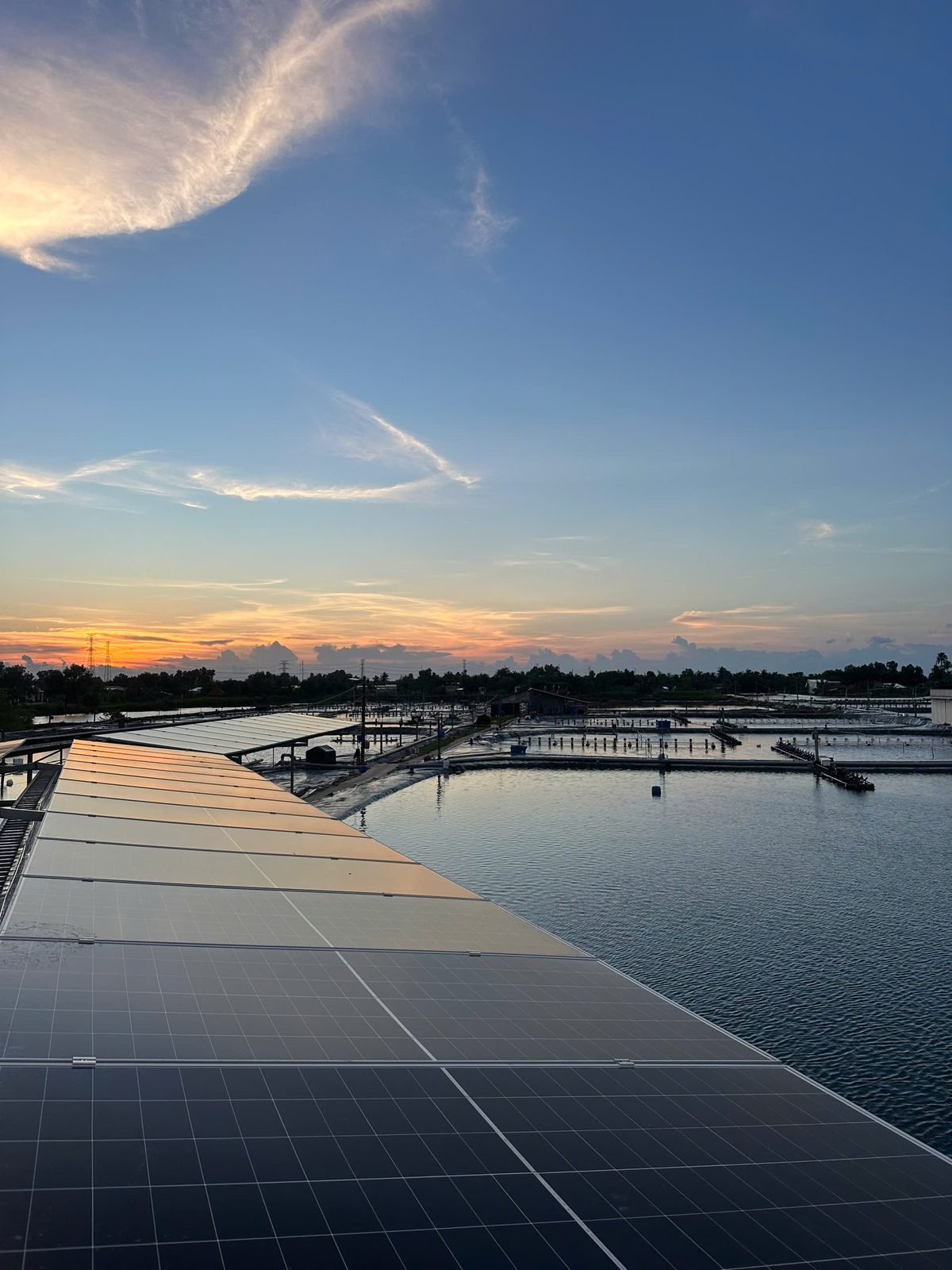 Solar canopy at the Tám Thượng shrimp farm in Cà Mau at sunset